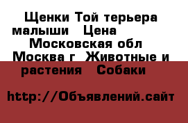 Щенки Той-терьера малыши › Цена ­ 15 000 - Московская обл., Москва г. Животные и растения » Собаки   